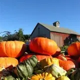 Equinox Valley Nursery Pumpkin Patch photo