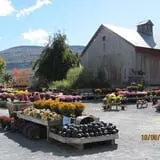 Equinox Valley Nursery Pumpkin Patch photo