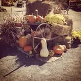Equinox Valley Nursery Pumpkin Patch photo