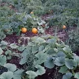 Long Neck Pumpkin Farm photo