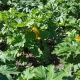 Long Neck Pumpkin Farm photo