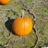 Bottom View Farm Fall Festival photo