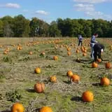 Bottom View Farm Fall Festival photo
