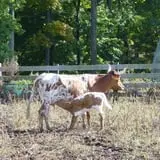 Bottom View Farm Fall Festival photo