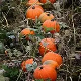 Bottom View Farm Fall Festival photo