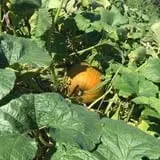 Pumpkin Daze at Abbey Farms photo