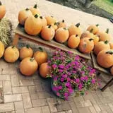 Pumpkin Daze at Abbey Farms photo