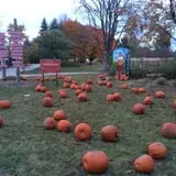 Pumpkin Daze at Abbey Farms photo