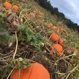 Pumpkin Daze at Abbey Farms photo