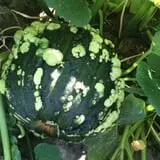 Pumpkin Daze at Abbey Farms photo