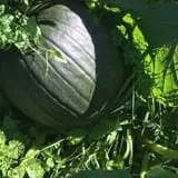 Pumpkin Daze at Abbey Farms photo
