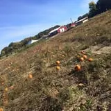 Pumpkin Daze at Abbey Farms photo