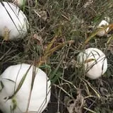 Pumpkin Daze at Abbey Farms photo