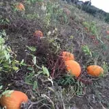 Pumpkin Daze at Abbey Farms photo