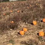 Pumpkin Daze at Abbey Farms photo