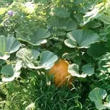 Vala's Pumpkin Patch and Fall Festival photo
