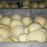G and S Orchards photo