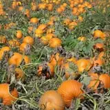 G and S Orchards photo
