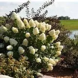 It's About Thyme Farm photo