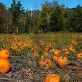 It's About Thyme Farm photo