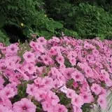 It's About Thyme Farm photo