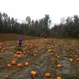 It's About Thyme Farm photo