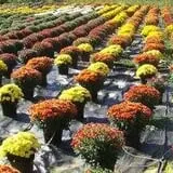 It's About Thyme Farm photo