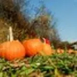 Old West Pumpkin Fest at Rockin R Ranch