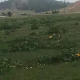 Lil' Harvester's Pumpkin Patch photo