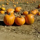 Lil' Harvester's Pumpkin Patch photo
