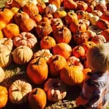 Lil' Harvester's Pumpkin Patch photo