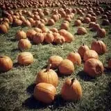 Lil' Harvester's Pumpkin Patch photo
