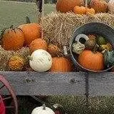 Lil' Harvester's Pumpkin Patch photo