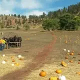 Lil' Harvester's Pumpkin Patch photo