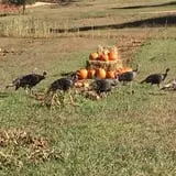 Lil' Harvester's Pumpkin Patch photo