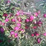 Dowse Orchards photo