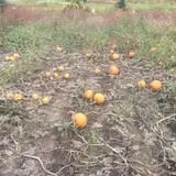 Dowse Orchards photo