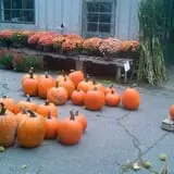 Dowse Orchards photo