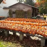 Dowse Orchards photo