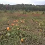 Dowse Orchards photo