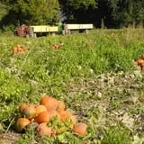 Stuckmeyer's Farm Halloween Farm Fun Days photo
