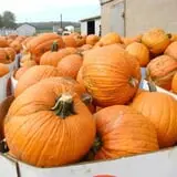 Stuckmeyer's Farm Halloween Farm Fun Days photo