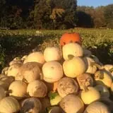Stuckmeyer's Farm Halloween Farm Fun Days photo