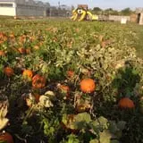 Stuckmeyer's Farm Halloween Farm Fun Days photo
