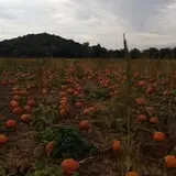Stuckmeyer's Farm Halloween Farm Fun Days photo