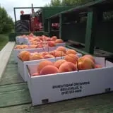 Braeutigam Orchards Pumpkin Festival photo