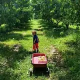 Braeutigam Orchards Pumpkin Festival photo