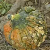 Braeutigam Orchards Pumpkin Festival photo