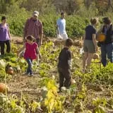 Braeutigam Orchards Pumpkin Festival photo