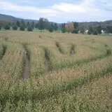 Stoughton Farm photo